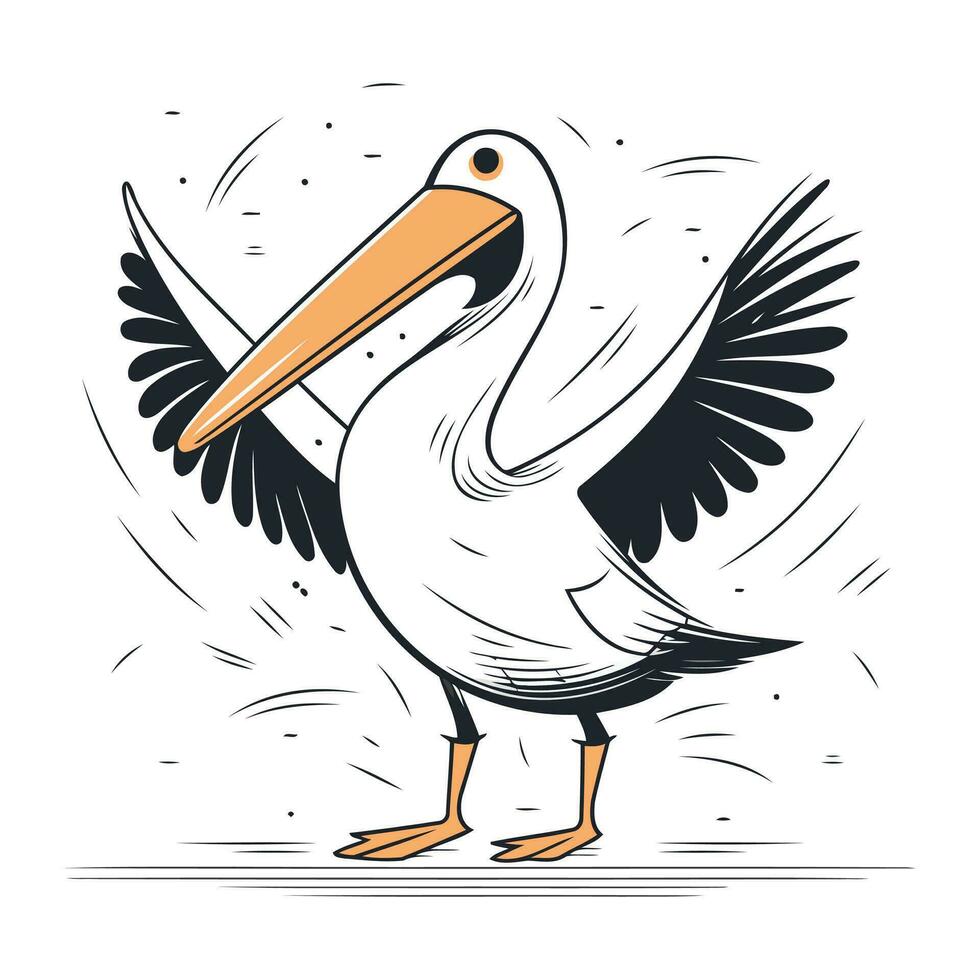 Pelican bird vector illustration isolated on white background. Cartoon pelican.