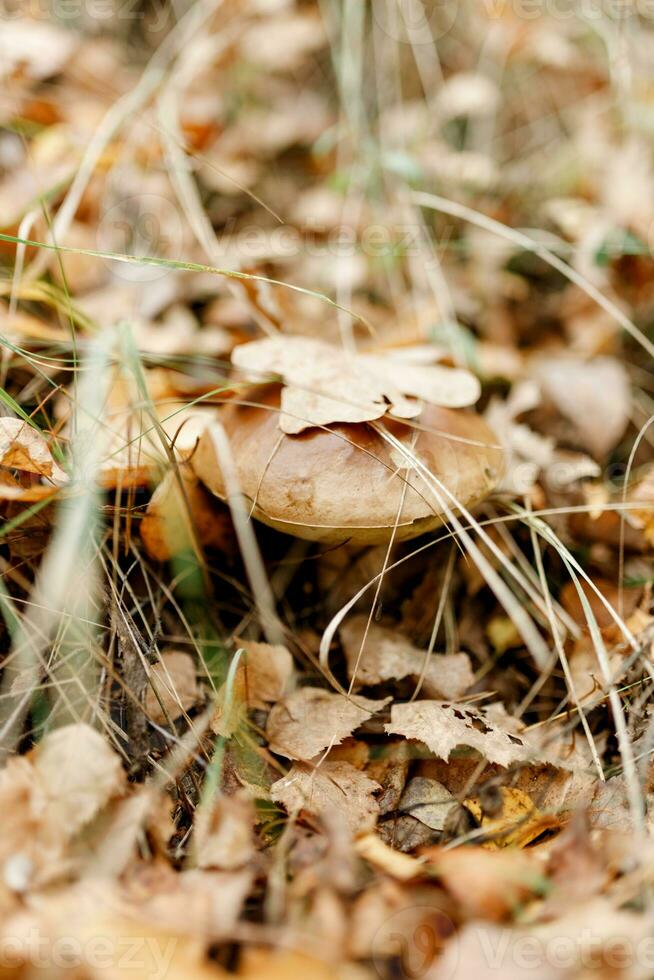 Mushrooms season, mushrooms grow in the forest, mushroom picker collects mushrooms, mushroom in autumn, searching for mushrooms in the forest photo