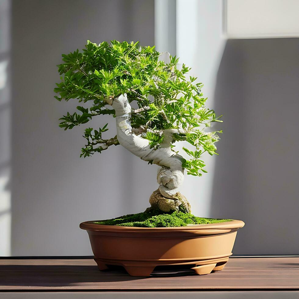Photo of bonsai in the minimalist pot as a houseplant. ai generated