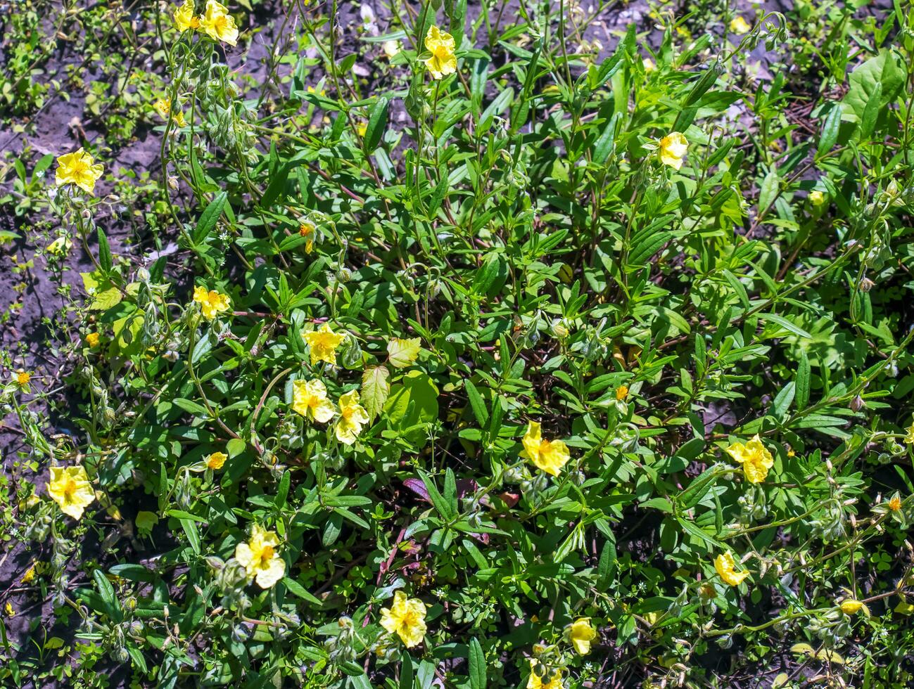 Helianthemum nummularium, Common Rockrose Little Sun-Flower. Wild plant shot in spring. photo