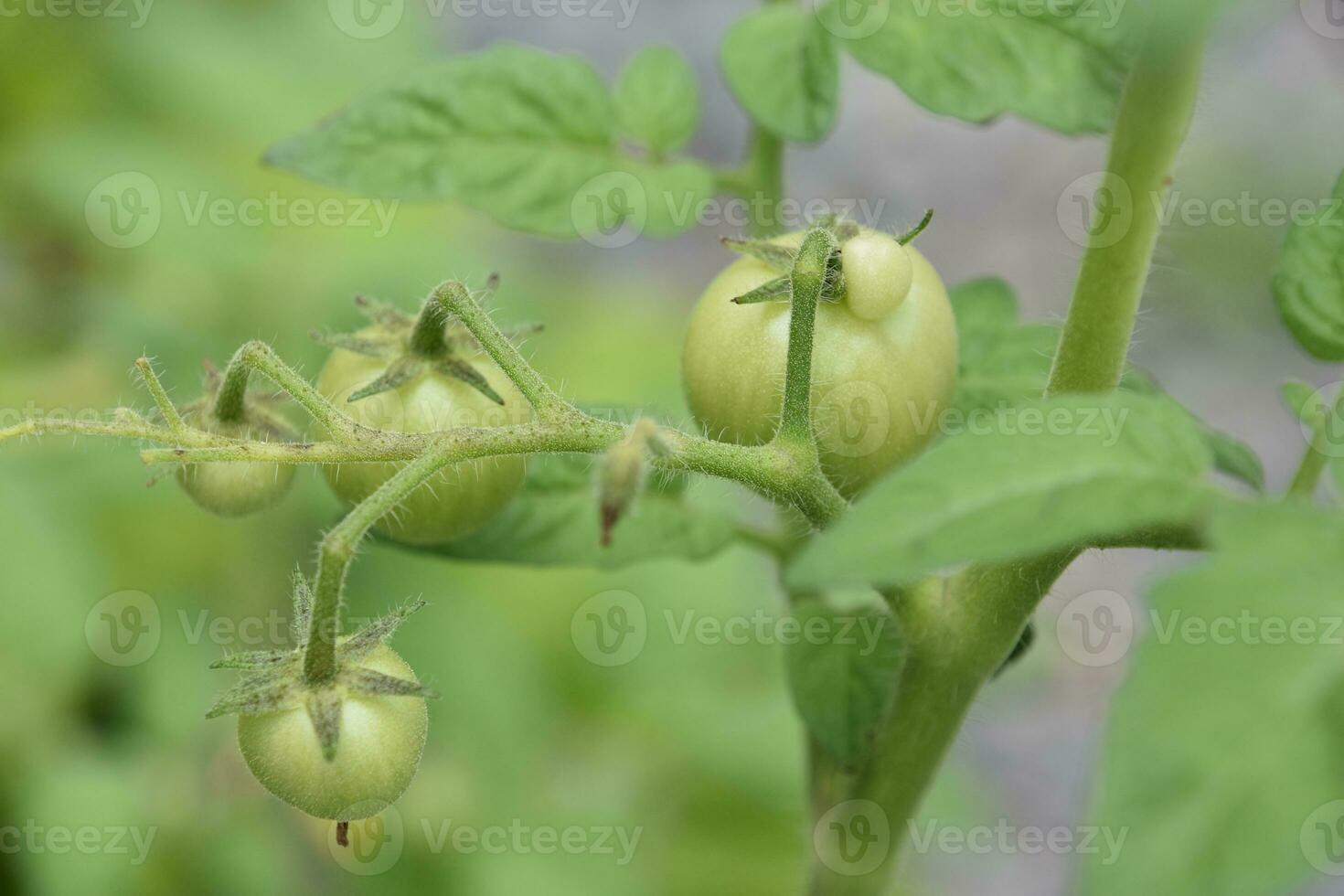 Green Cherry Tomatos on a Garden Needing to Ripen photo