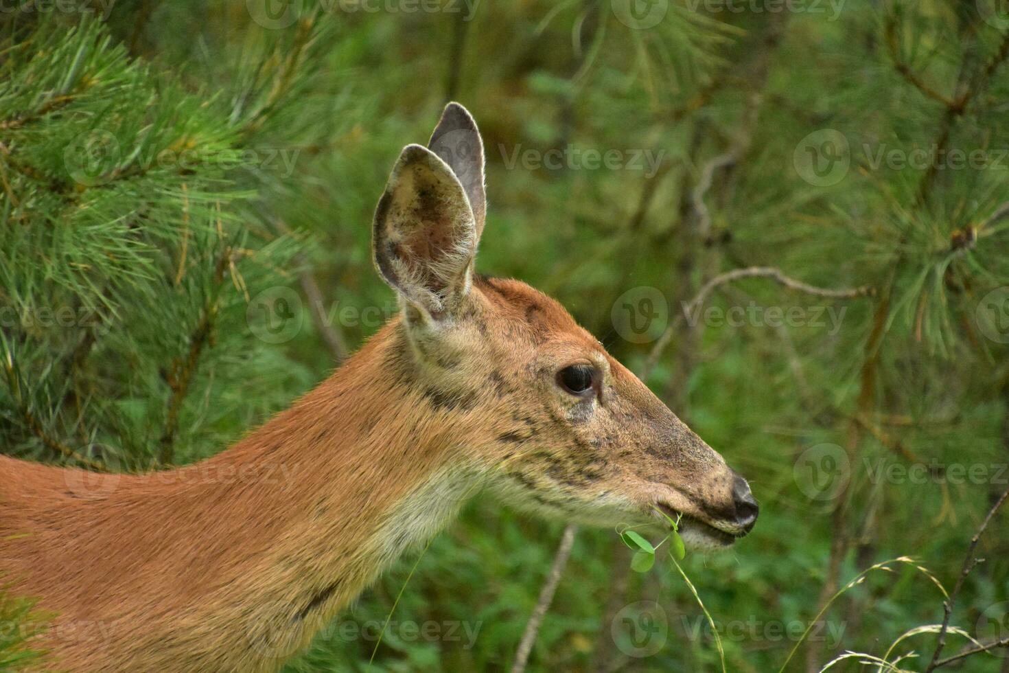 Side View of a Deer in the Wild photo