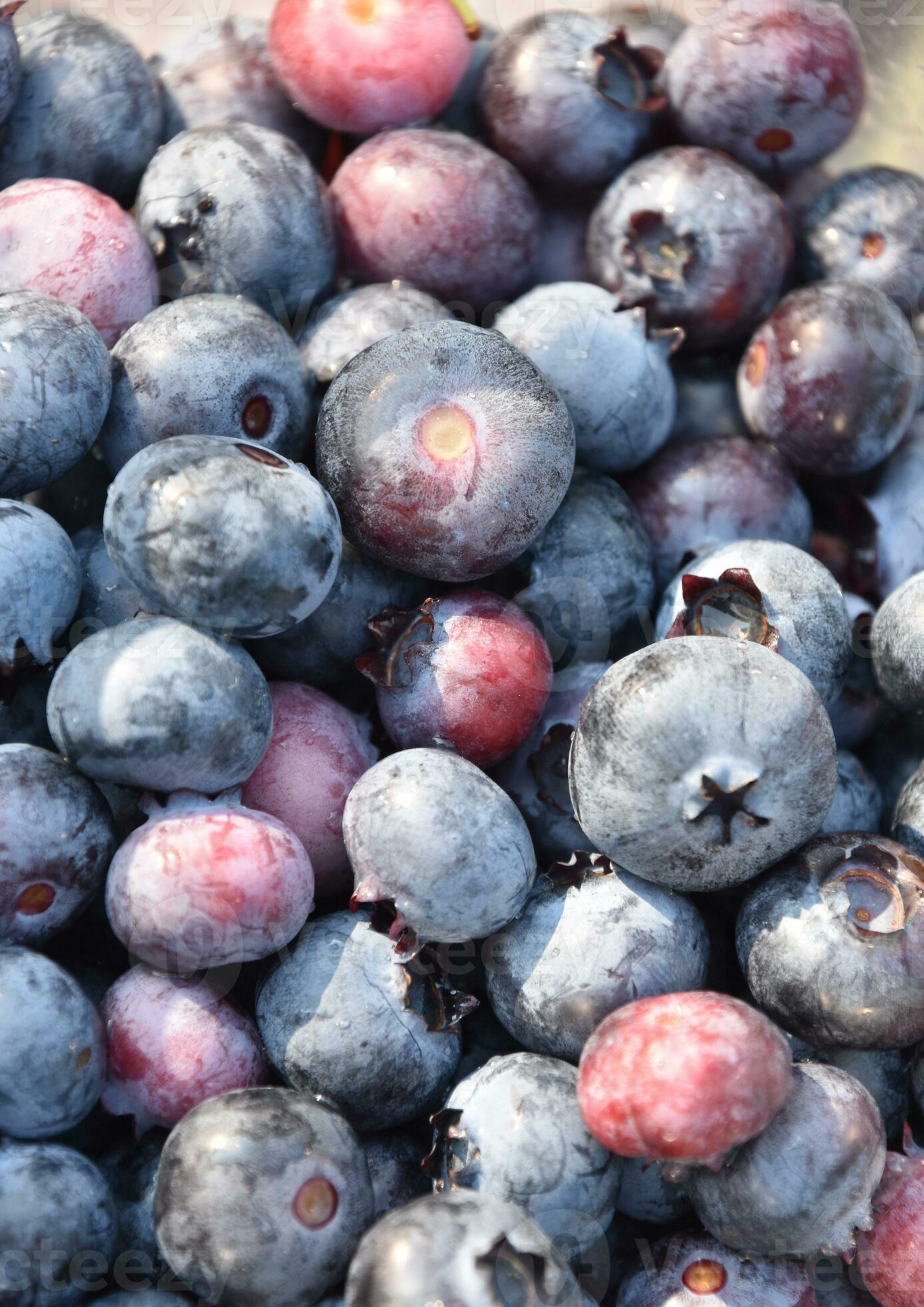 Pint of Fresh Blueberries in Various Stages of Ripeness 33516128 Stock