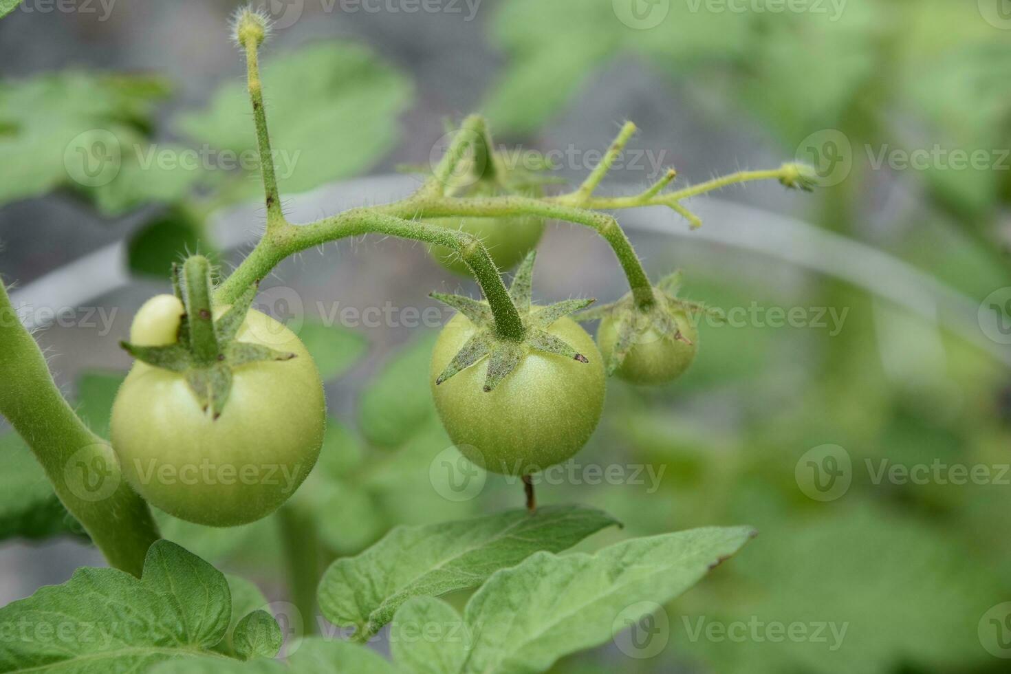 Green Cherry Tomatos Still on the Vine photo