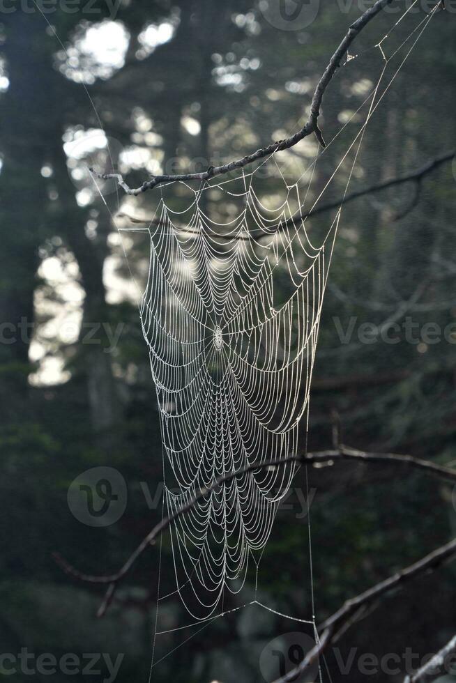 Pattern of Woven Web in a Tree Branch photo