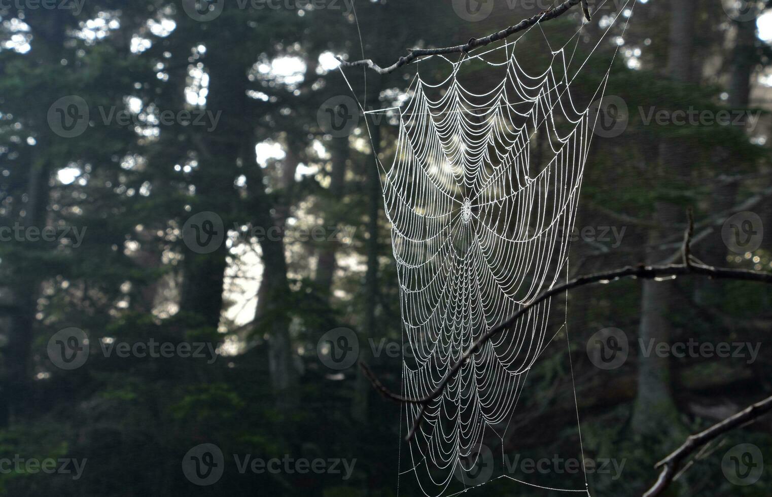 Dew on a Spider Web in a Forest photo