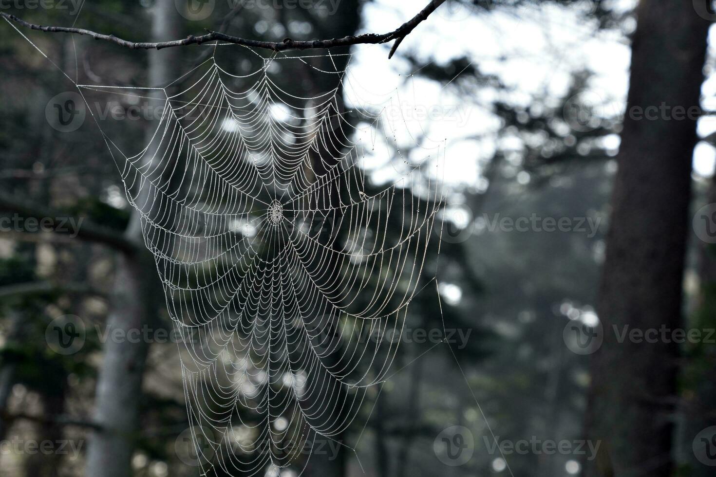 Glistening Spider Web Woven Among Tree Branches photo