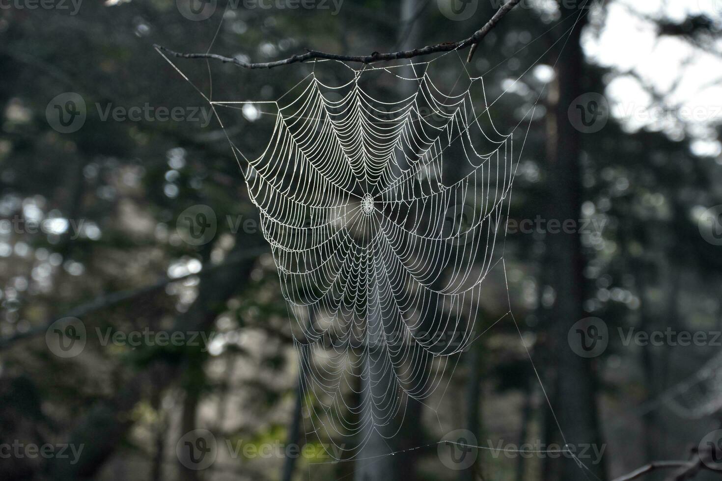 Looking into a Large Spider Web Up Close photo