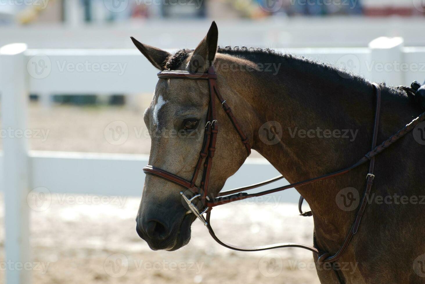 Sweet Roan Pony in a Horse Show Ring photo