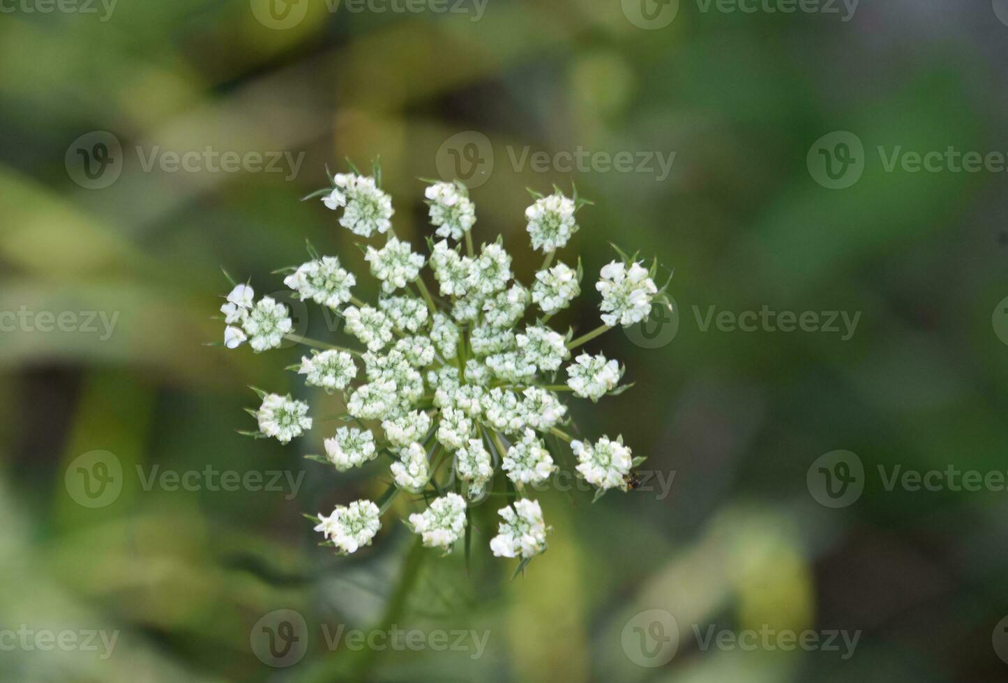 en ciernes reina ana cordón flor silvestre floreciente foto