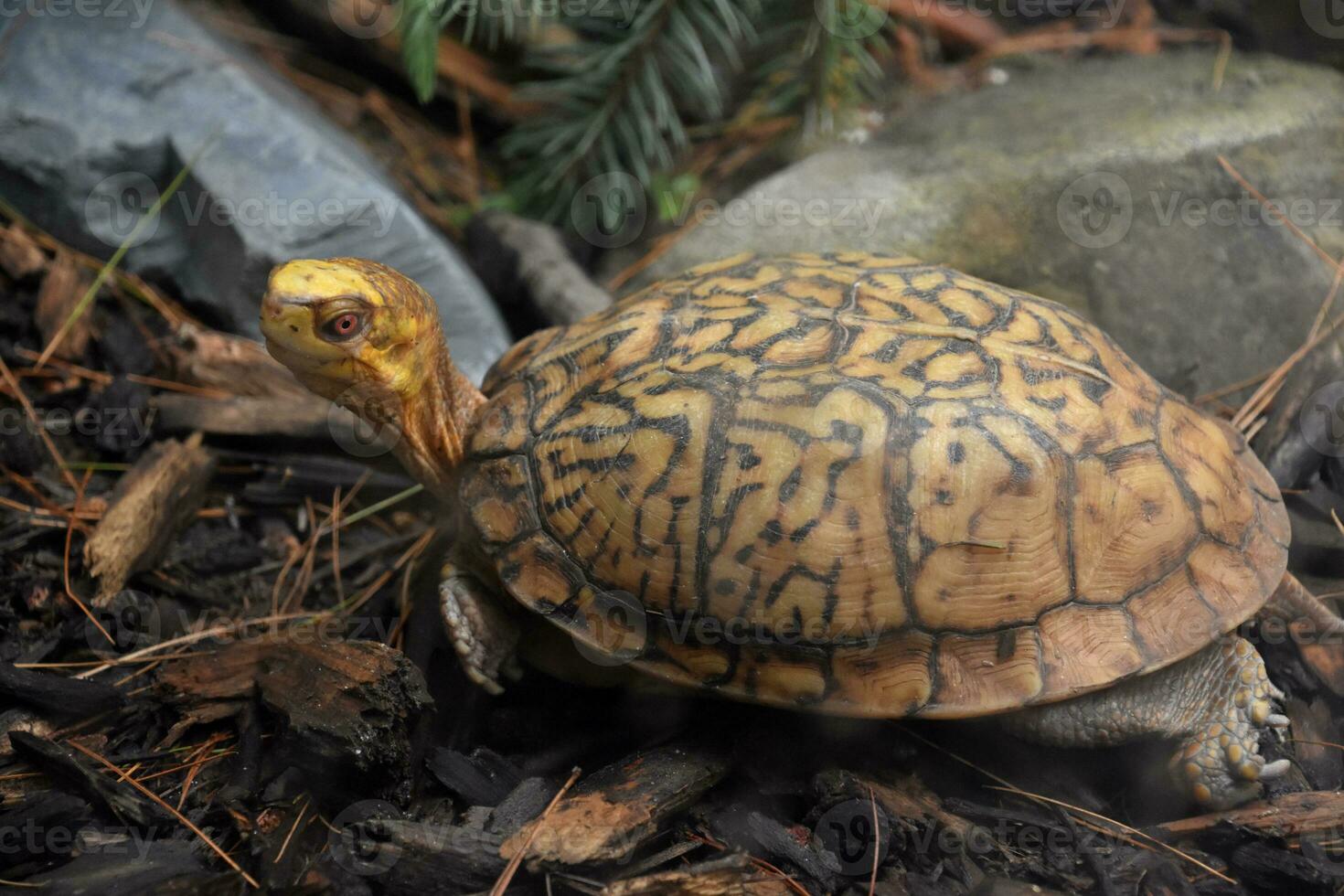 estampado cáscara en un oriental caja Tortuga foto