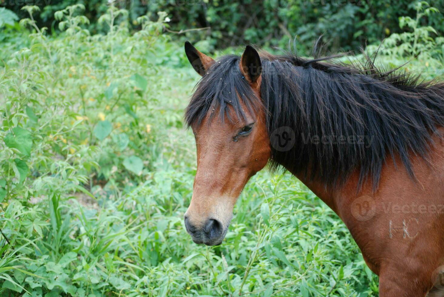 Sweet Paso Fino Pony with Long Black Mane photo