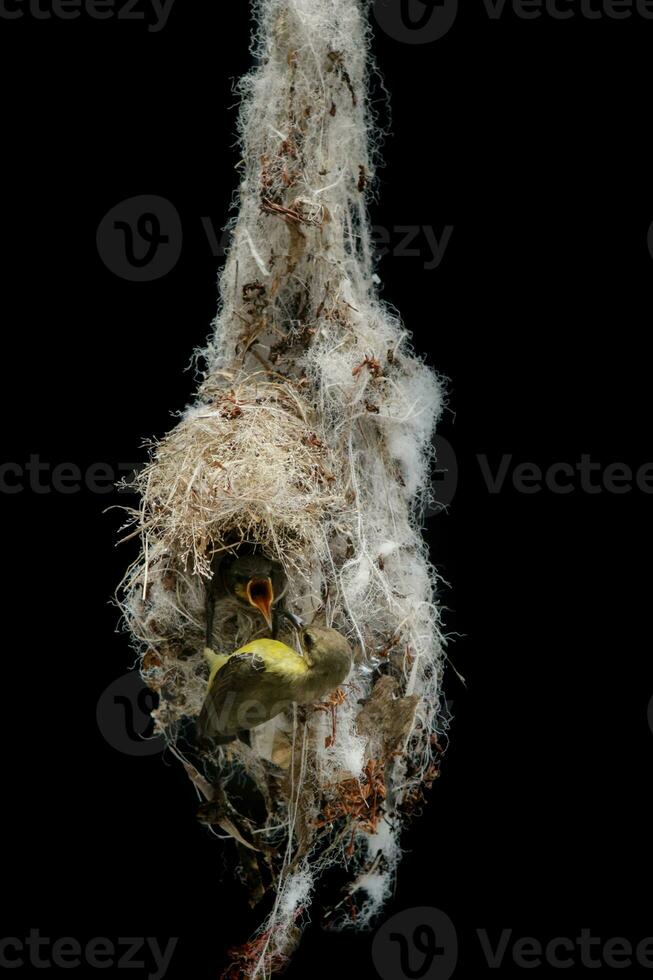 olive back sunbird approach for landing to hanging nest against black background photo