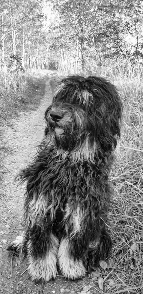 Goldendoodle dog sitting on the path in black white. Black doodle with phantom drawing photo