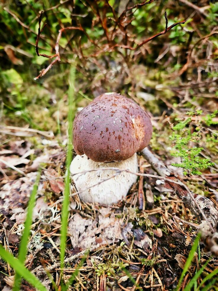 Boletus mushroom in the forest on the ground. Brown cap, white stalk of the mushroom photo