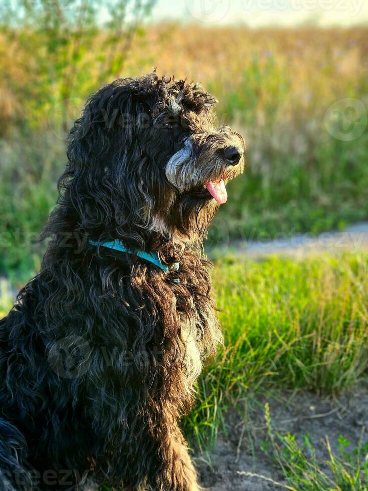 Goldendoodle dog sitting on the meadow. Black doodle with phantom drawing. photo