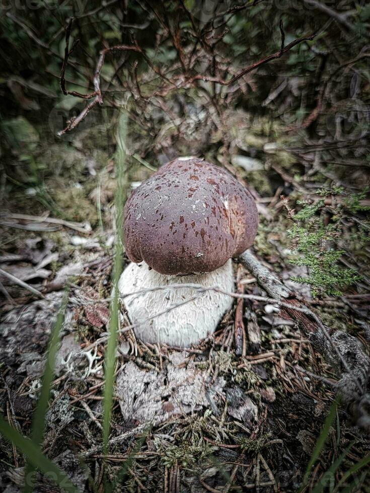 Boletus mushroom in the forest on the ground. Brown cap, white stalk of the mushroom photo