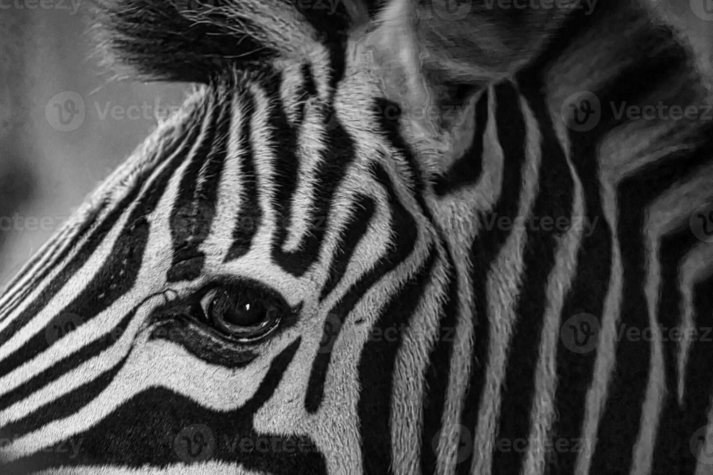 Zebra head taken from the side in black and white. Stripes on the fur. Animal shot photo