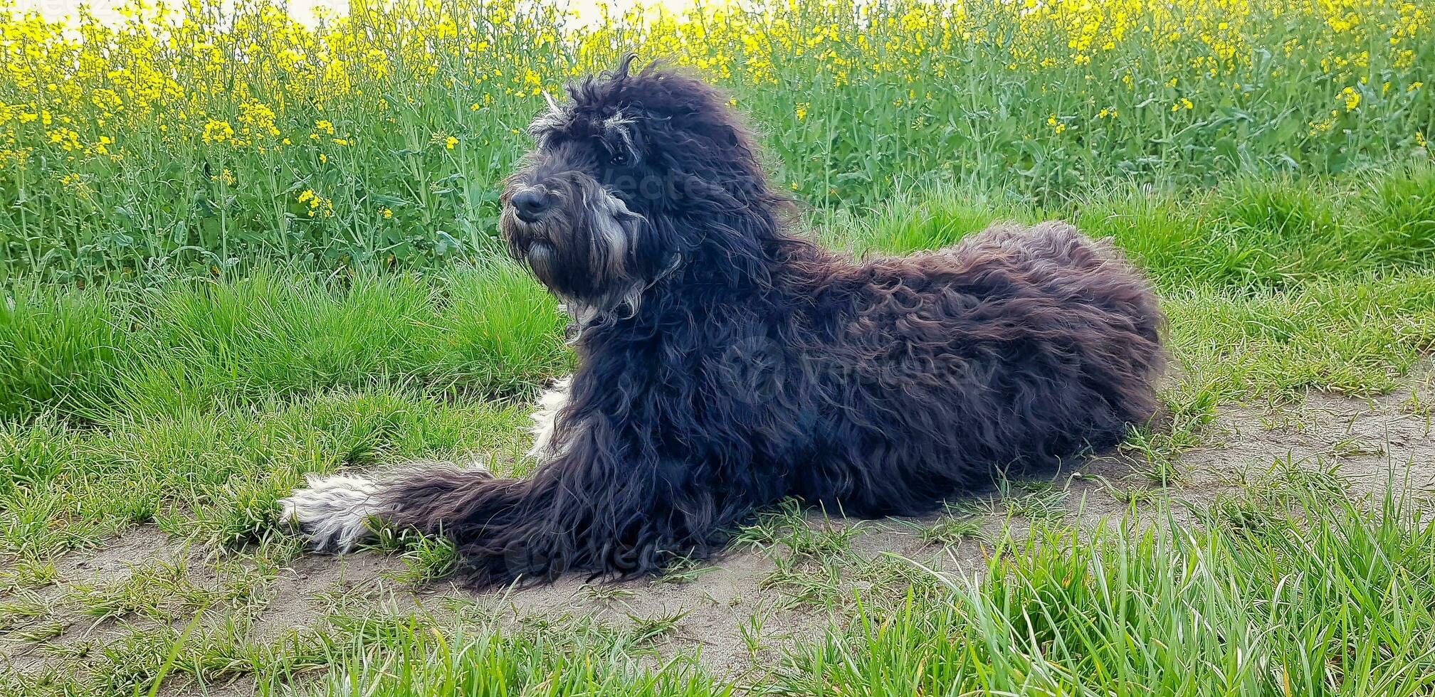 Goldendoodle dog lying on the road. Black doodle with phantom drawing. Lovely photo