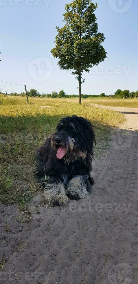Goldendoodle dog lying on the meadow. Black doodle with phantom drawing. Lovely photo