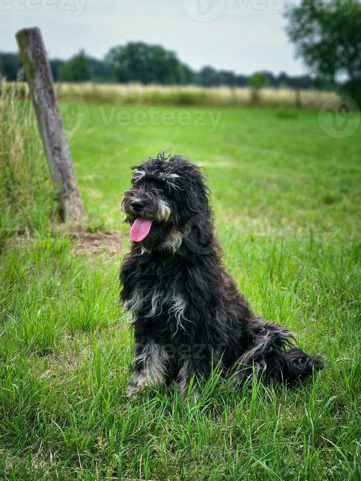 Goldendoodle dog sitting on the meadow. Black doodle with phantom drawing. photo