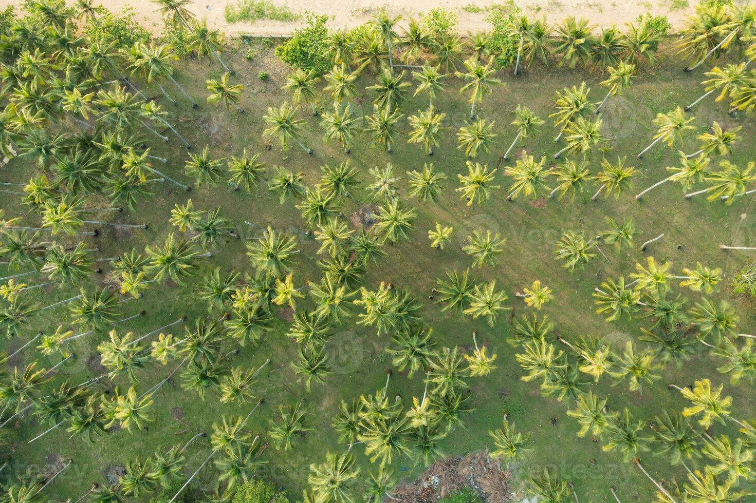 Set of palm trees near the beach photo