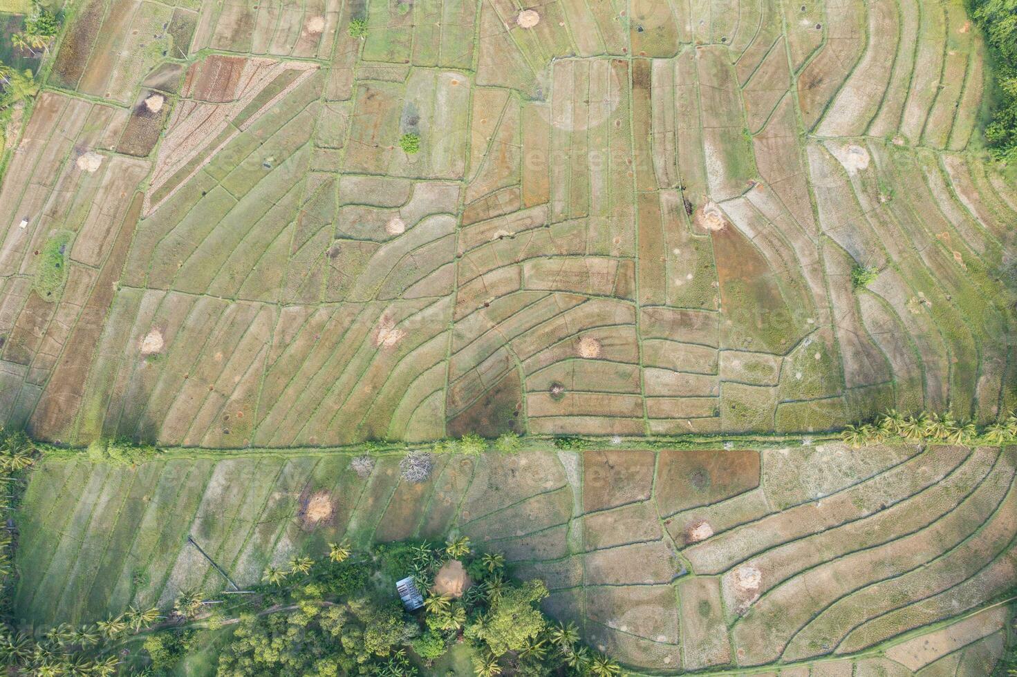 Aerial view of a rice field. Philippines photo