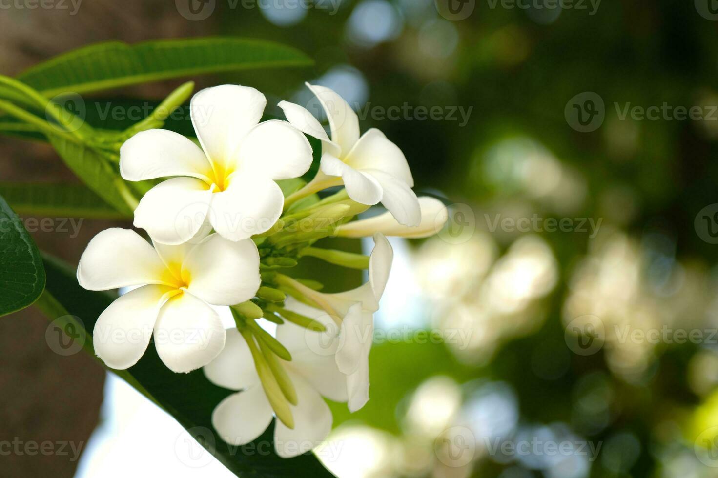 Plumeria in the early morning. a plant that is popular to grow because its flowers are colorful, beautiful, white, and yellow. photo