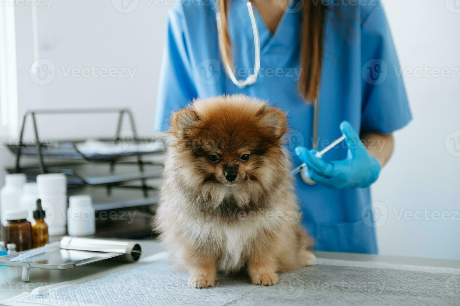doctors are examining him. Veterinary medicine concept. Pomeranian photo