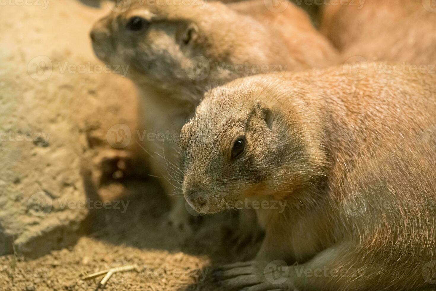 Black tailed Prairie Dog photo