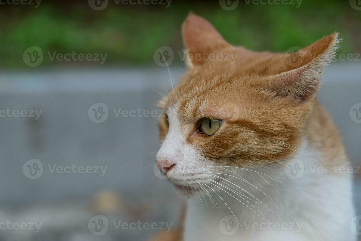 White and orange cat photo