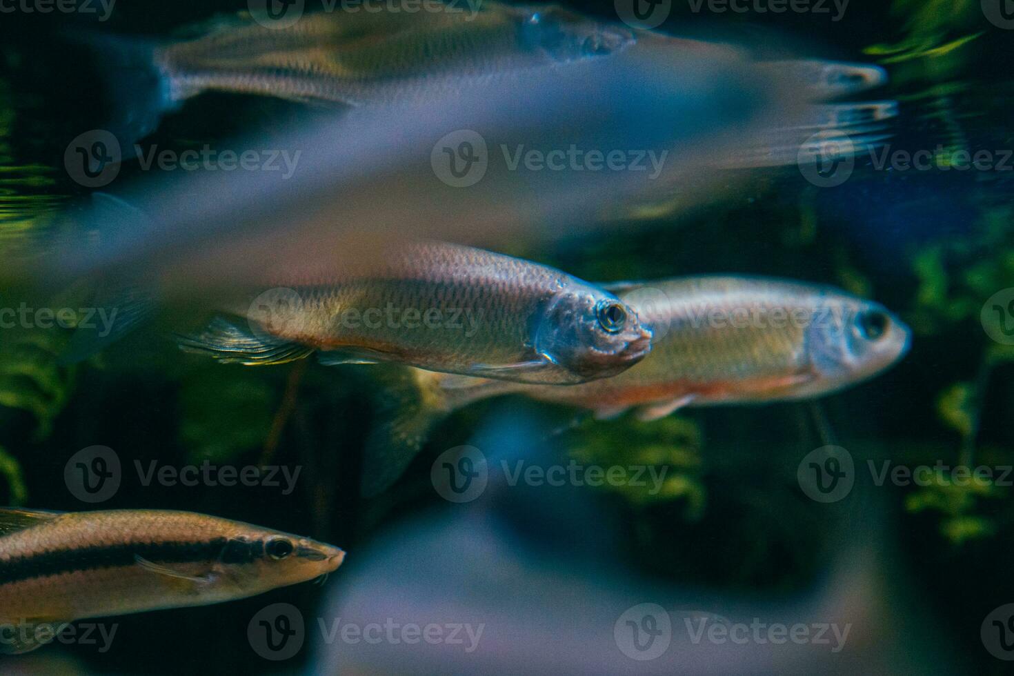 Underwater baby fish photo