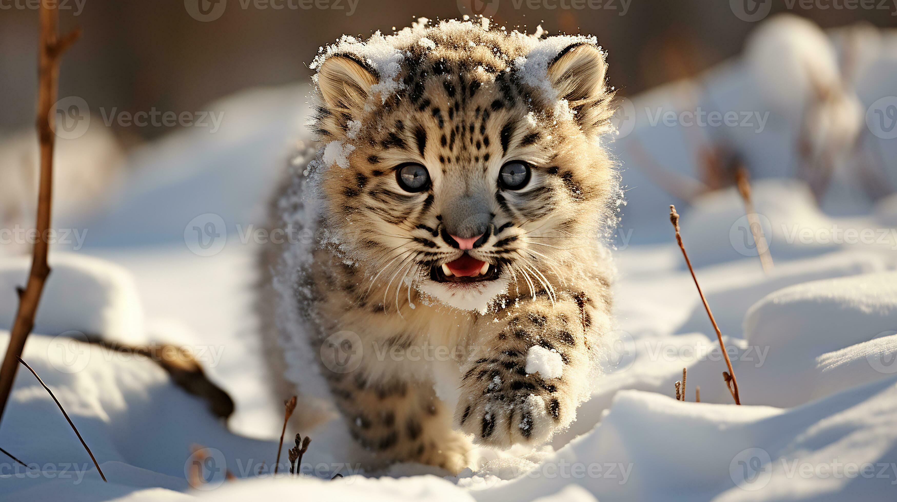 Baby snow Leopard, AI Generated 33520886 Stock Photo at Vecteezy