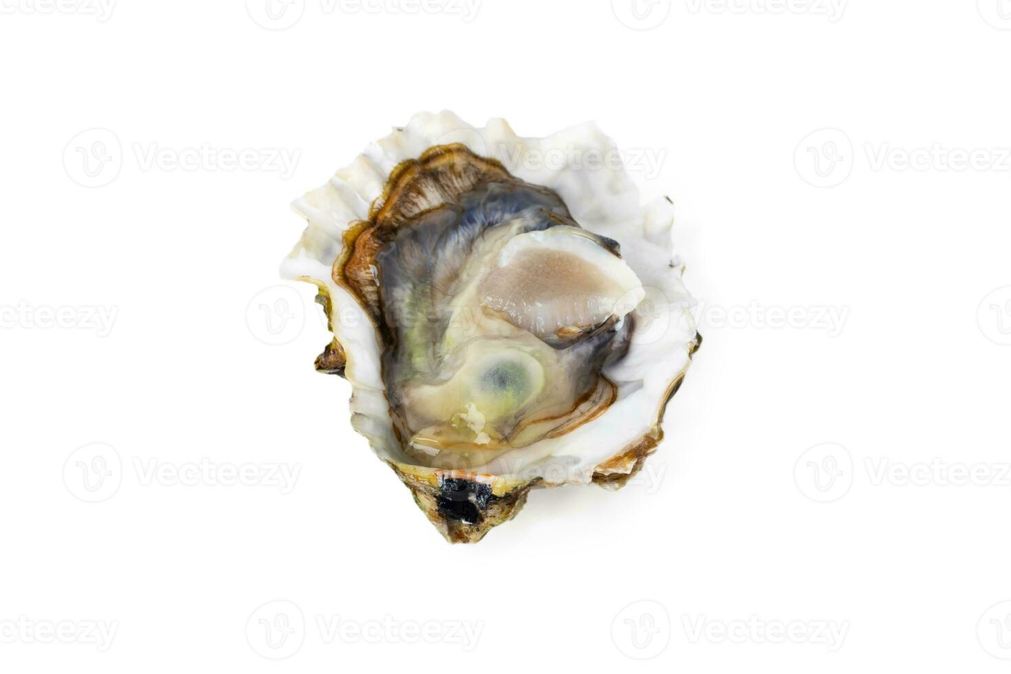 Fresh raw oyster on white or invisible png background top view photo