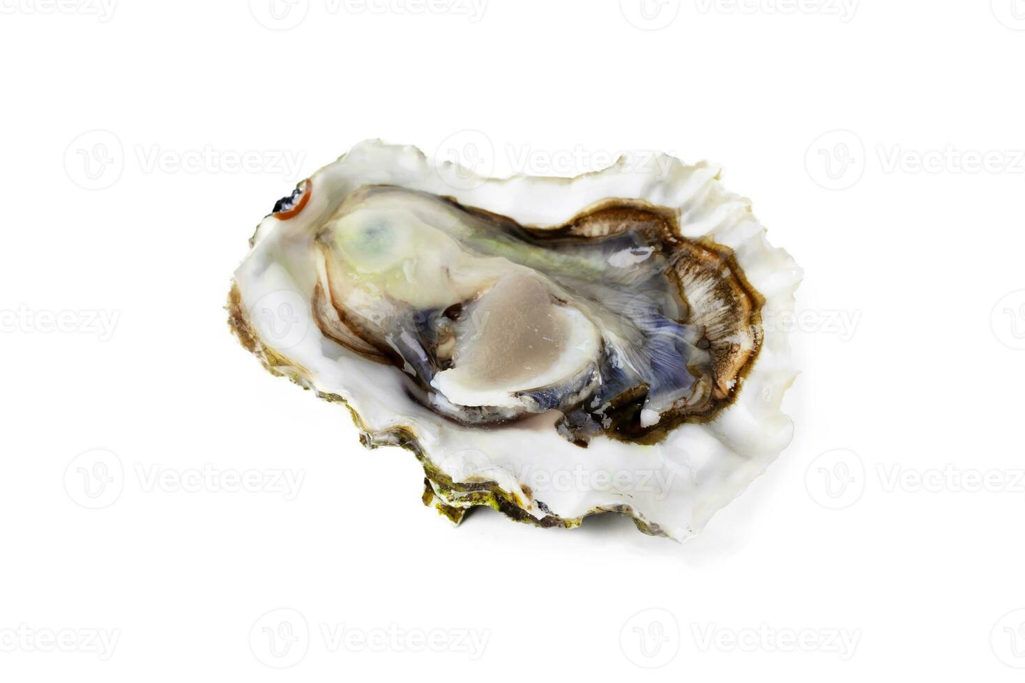 Fresh raw oyster on white or invisible png background top view photo