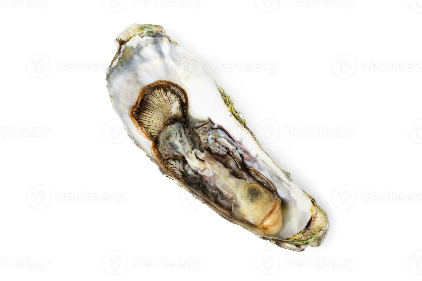 Fresh raw oyster on white or invisible png top view background photo