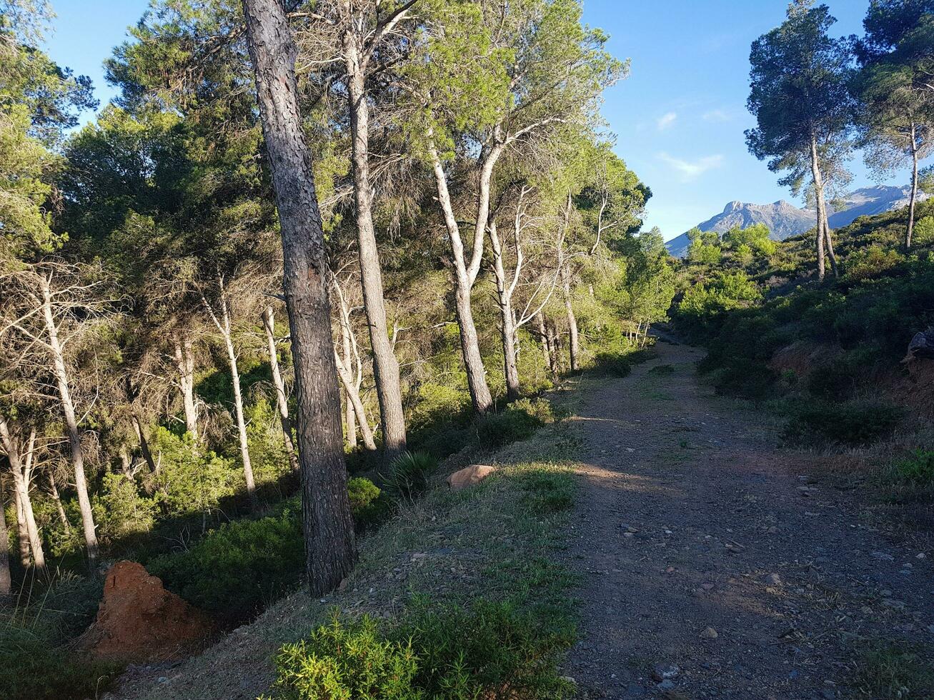 Road between the nature of pine trees photo