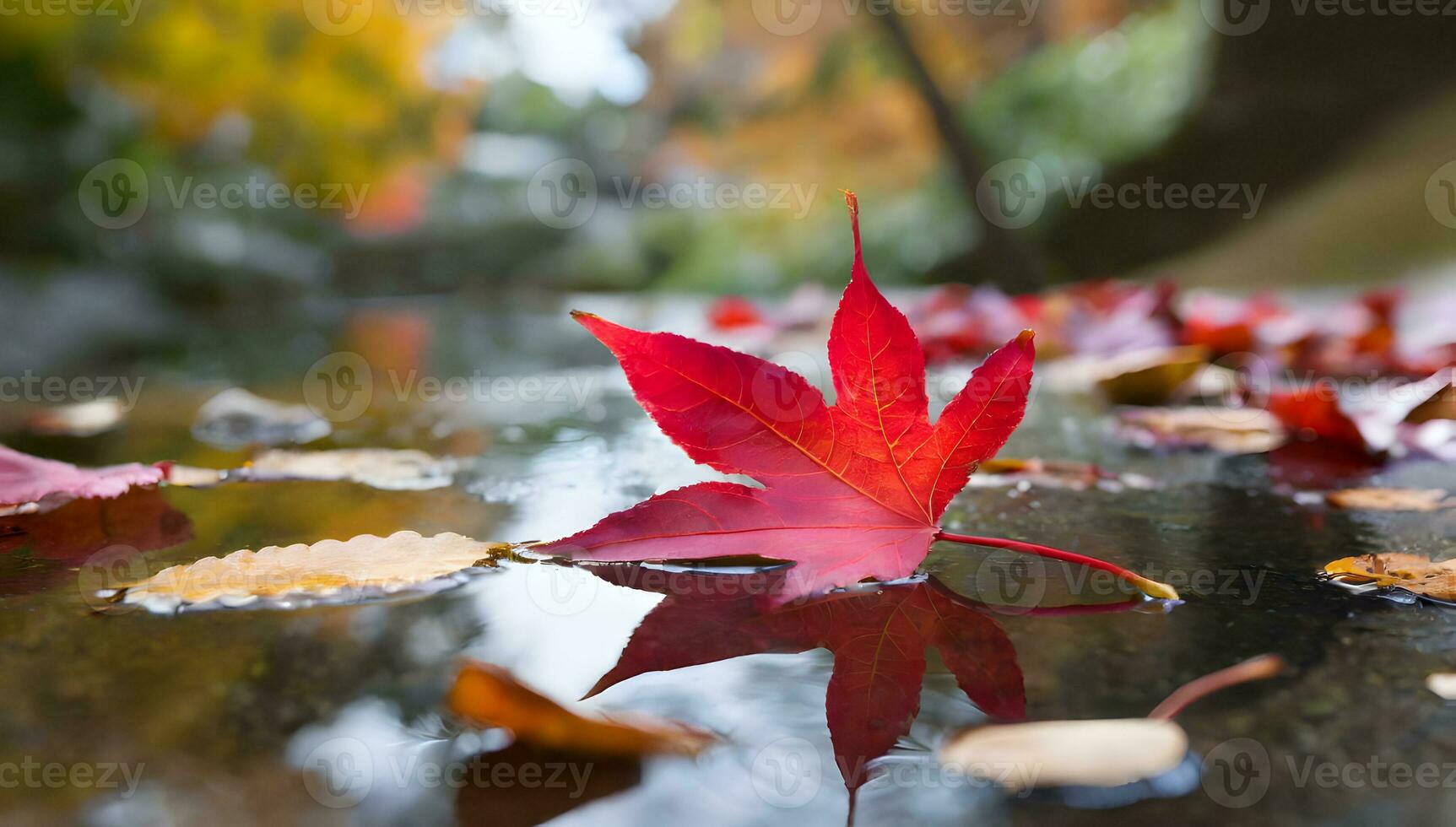 Maple leaves in autumn photo