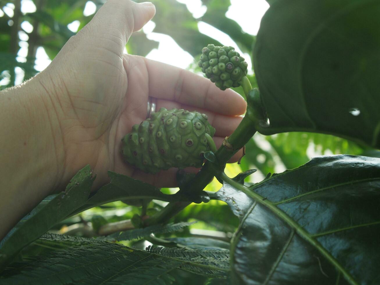 Morinda citrifolia or Noni fruit on tree nice country food Local style with high vitamin photo
