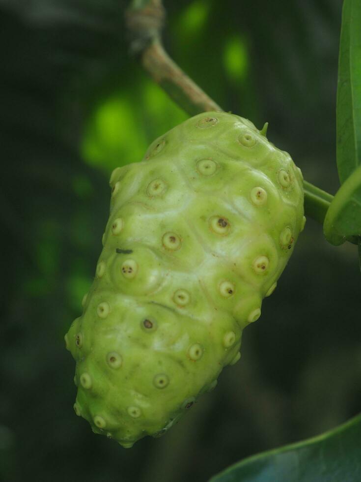 Morinda citrifolia or Noni fruit on tree nice country food Local style with high vitamin photo