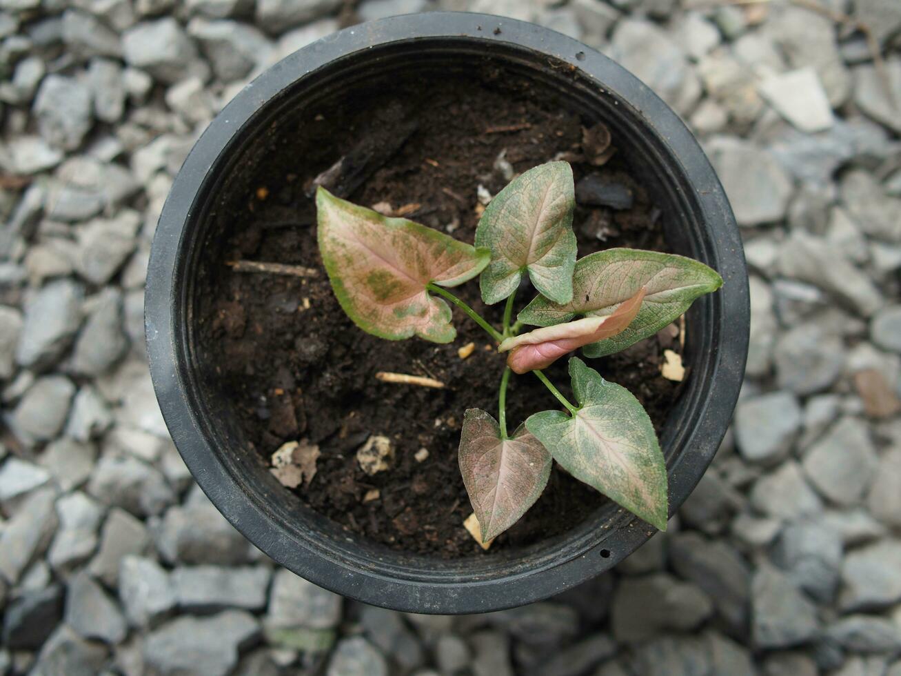 syngoniume plant baby in pot pink and white plant sweet for decoration garden photo