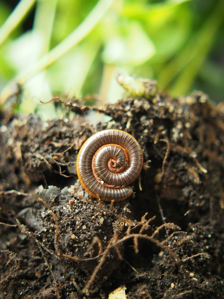 milipede pet in soil of plant stay spiral in garden and cool soil photo