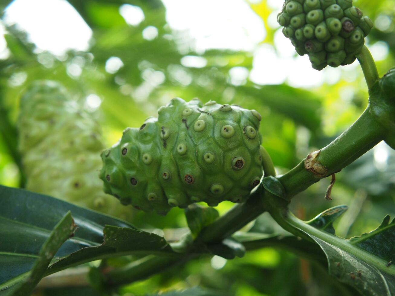 Morinda citrifolia or Noni fruit on tree nice country food Local style with high vitamin photo