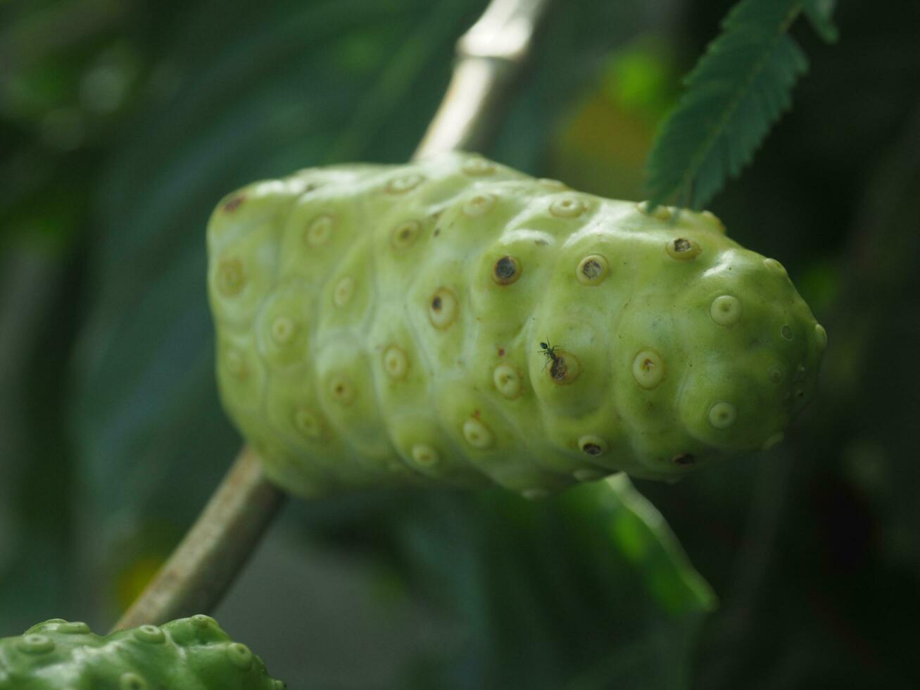 Morinda citrifolia or Noni fruit on tree nice country food Local style with high vitamin photo