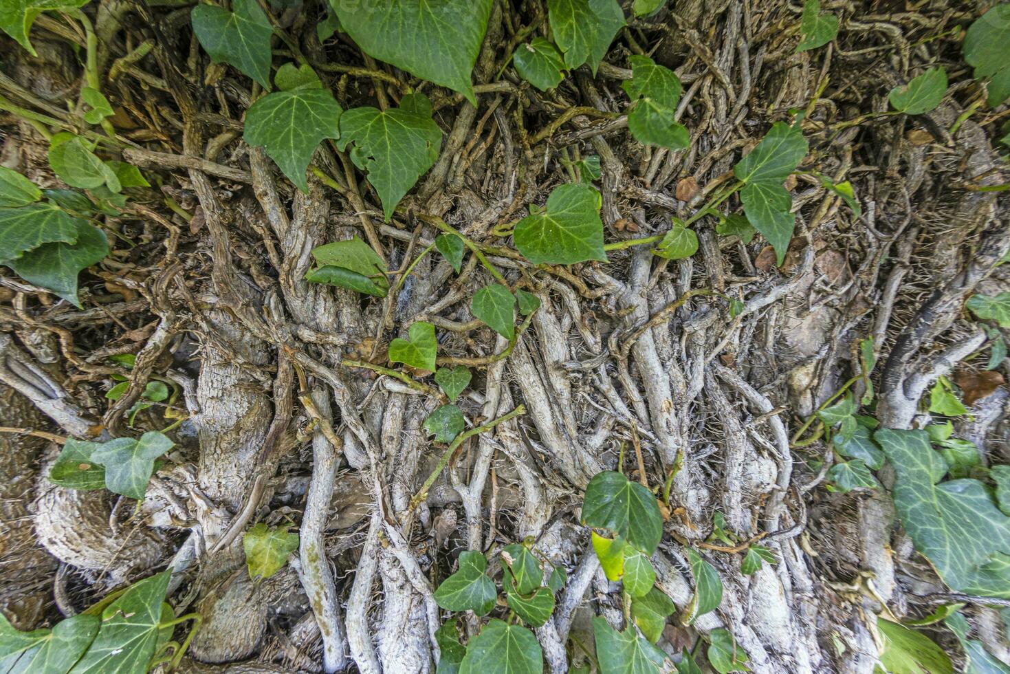 Close up of a dense root network of a bush photo
