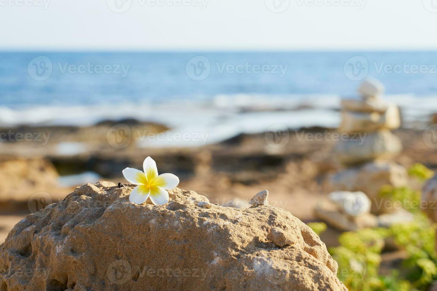 Plumeria flower on a stone with a blurred sea in the background. photo