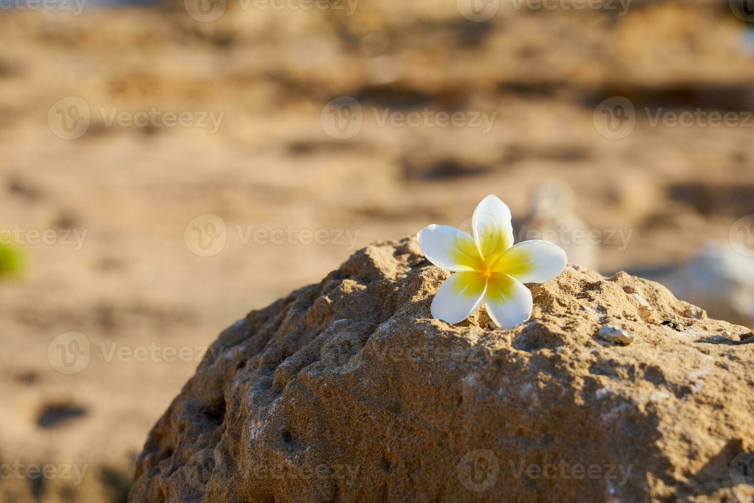 plumeria flor en un Roca con un borroso antecedentes. foto