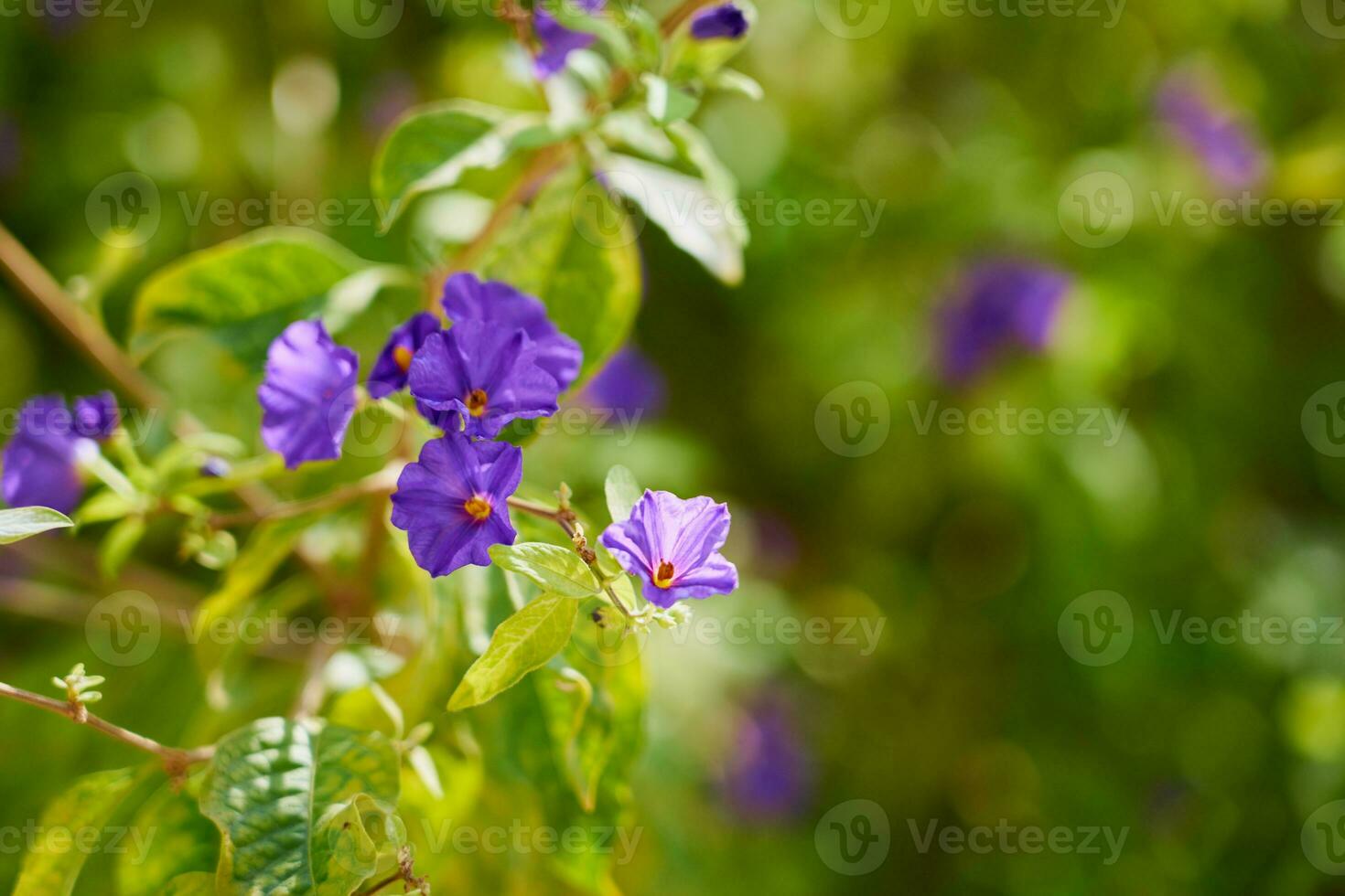 Purple flowers on a tree with a blurred background. photo