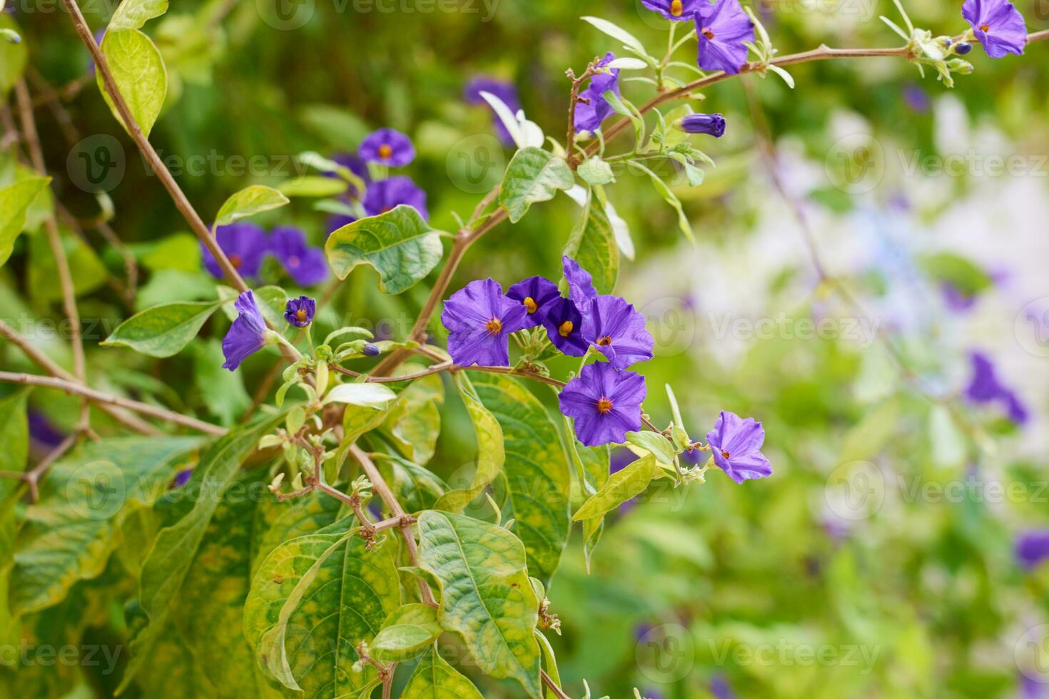 púrpura flores en un árbol con un borroso antecedentes. foto