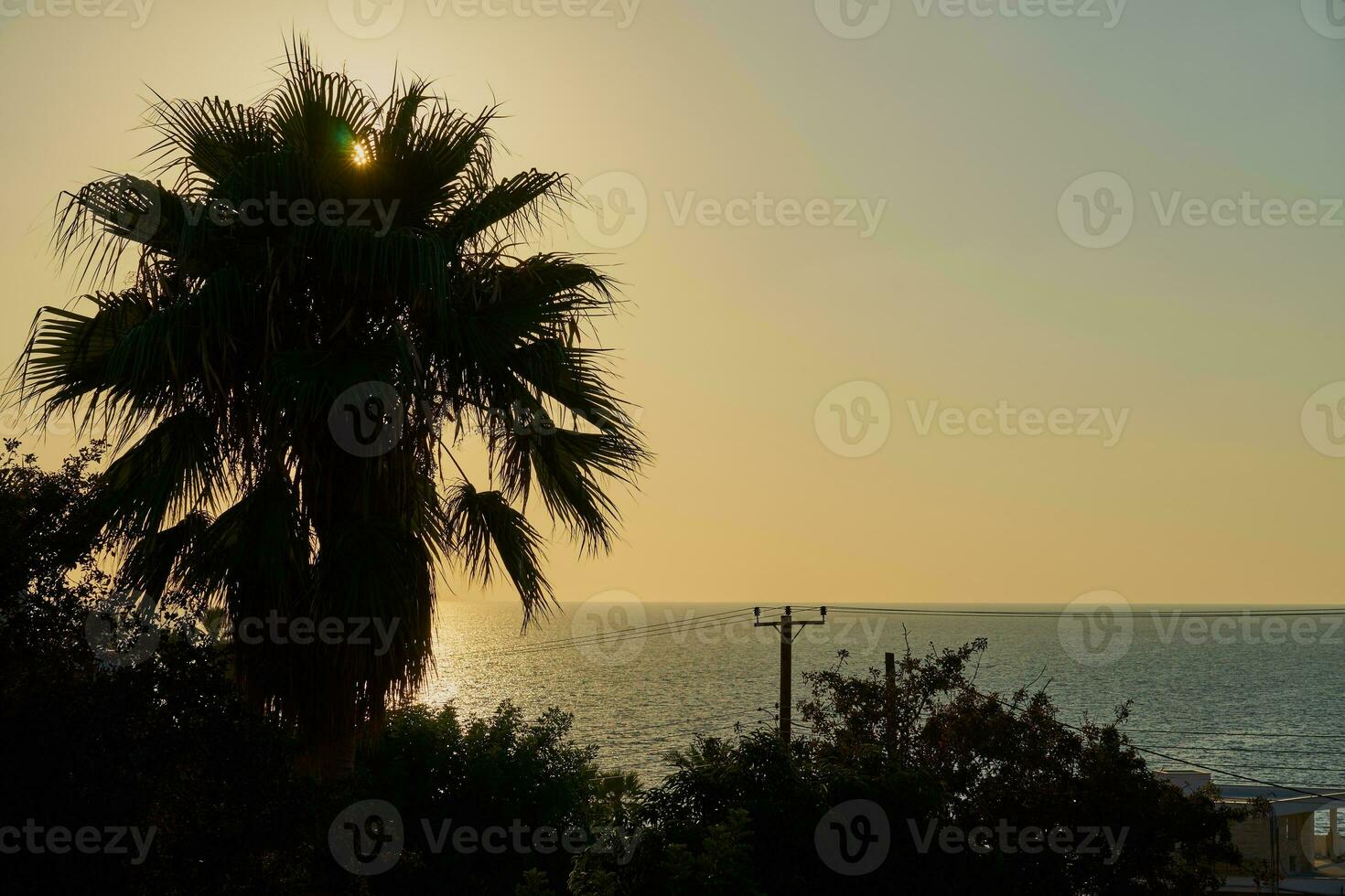 silueta de un palma árbol en contra el fondo de el Mediterráneo mar. foto